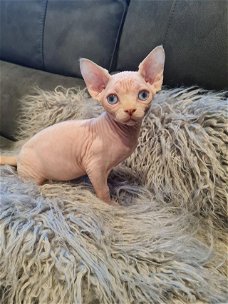 Mooie sphynx kittens nu klaar