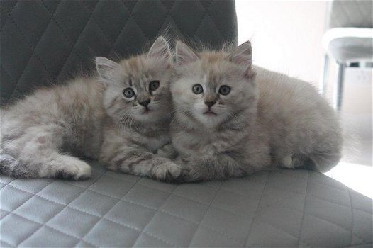 Mooie Siberische kittens. - 0