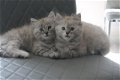 Mooie Siberische kittens. - 0 - Thumbnail