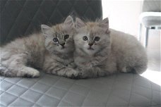 Mooie Siberische kittens.