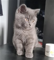 Scottish Fold schattige kittens nu klaar.