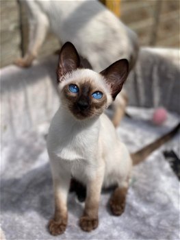 Prachtige Siamese kittens beschikbaar - 0