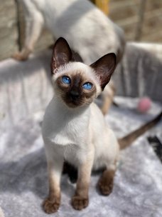 Prachtige Siamese kittens beschikbaar