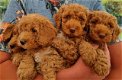 Prachtige volledig op gezondheid geteste Cockapoo-puppy's - 0 - Thumbnail