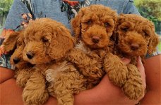 Prachtige volledig op gezondheid geteste Cockapoo-puppy's