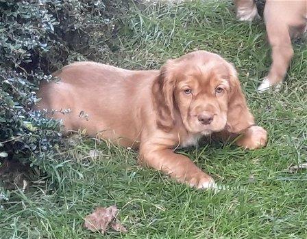 Mooie gouden en witte cocker-spaniëlpuppy's die nu klaar zijn voor hun nieuwe huis. - 0