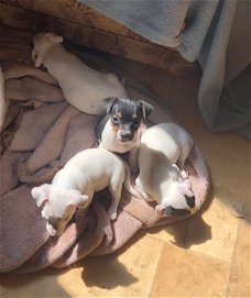 Jack Russell-puppy's, reu en teef. Klein, volledig gevaccineerd