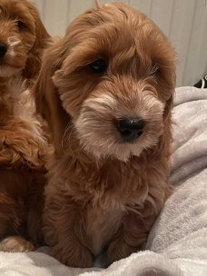 F1 MINIATUUR COCKAPOO PUPPY DNA CLEAR