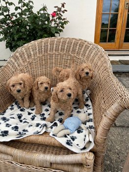 Miniatuur rode Labradoodle-puppy's! - 0