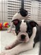 8 weken oude Boston Terrier Pups - 0 - Thumbnail