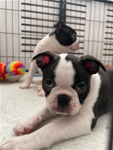 8 weken oude Boston Terrier Pups