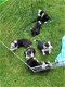 Border Collie-puppy's van boerderijras - 0 - Thumbnail