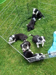 Border Collie-puppy's van boerderijras