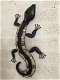 Salamander , muurdecoratie , kado - 2 - Thumbnail