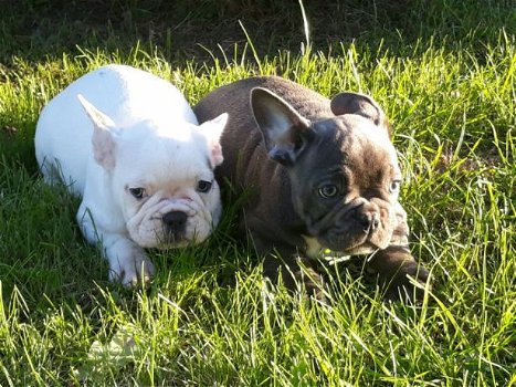 Schattige rasechte Franse bulldog-puppy's - 0