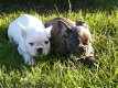 Schattige rasechte Franse bulldog-puppy's - 0 - Thumbnail