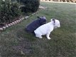 Schattige rasechte Franse bulldog-puppy's - 1 - Thumbnail