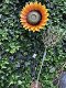 zonnebloem , bloem , tuinstekker - 1 - Thumbnail