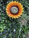 zonnebloem , bloem , tuinstekker - 2 - Thumbnail