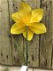 bloemstekker , narcis , bloem - 4 - Thumbnail