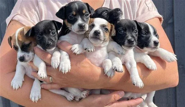 Adorable Jack Russell puppies for sale - 0