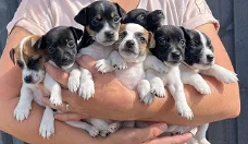 Adorable Jack Russell puppies for sale