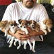 Sweet Jack Russell puppies is available for sale - 0 - Thumbnail