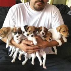 Sweet Jack Russell puppies is available for sale