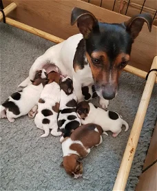 Sweet Jack Russell puppies is available for sale