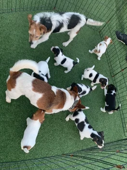 Quality Jack Russell puppies for sale - 0