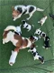 Quality Jack Russell puppies for sale - 0 - Thumbnail