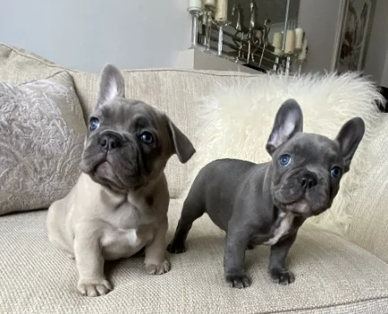 Perfect French bulldog puppies for sale - 0