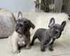 Perfect French bulldog puppies for sale - 0 - Thumbnail