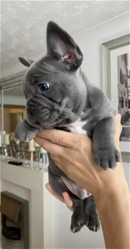 Cute French bulldog puppies for sale - 0
