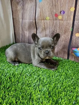 French bulldog puppies for sale - 0