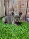 French bulldog puppies for sale - 0 - Thumbnail