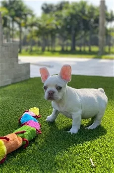 Adorable French bulldog puppies is available for sale - 0