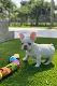 Adorable French bulldog puppies is available for sale - 0 - Thumbnail