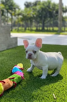 Adorable French bulldog puppies is available for sale 