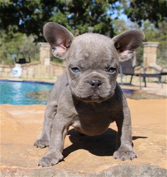 Beautiful French bulldog puppies is available for sale - 0