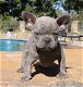 Beautiful French bulldog puppies is available for sale - 0 - Thumbnail