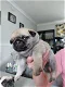 Amazing Pug puppies for sale - 0 - Thumbnail