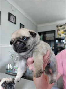 Amazing Pug puppies for sale