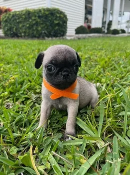 Beautiful Pug puppies is searching for quality home - 0