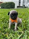 Beautiful Pug puppies is searching for quality home - 0 - Thumbnail