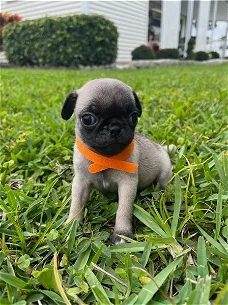 Beautiful Pug puppies is searching for quality home