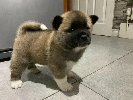 Cute Akita puppies for sale - 0