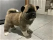 Cute Akita puppies for sale - 0 - Thumbnail
