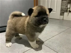 Cute Akita puppies for sale
