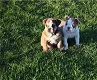 Iron English bulldog puppies need your 5star home - 0 - Thumbnail